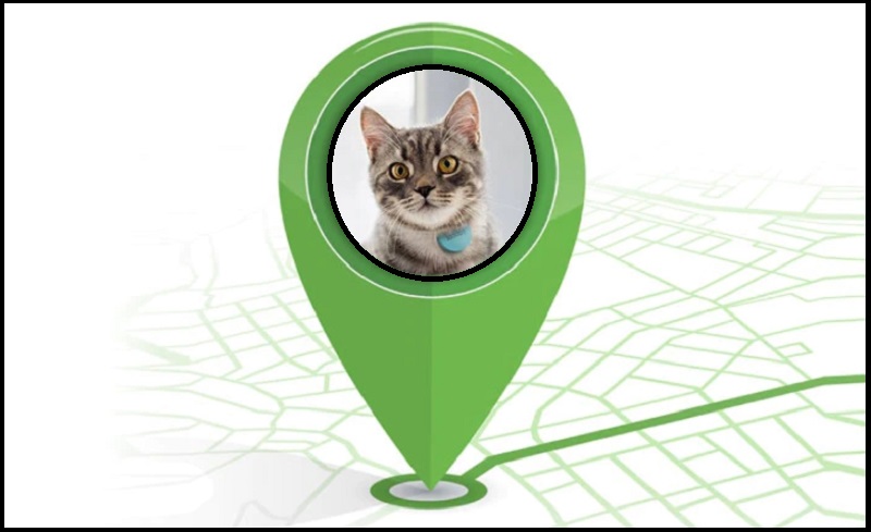 GPS Chip for Cats