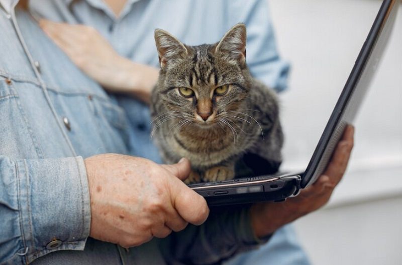 angary cat sit on a laptop