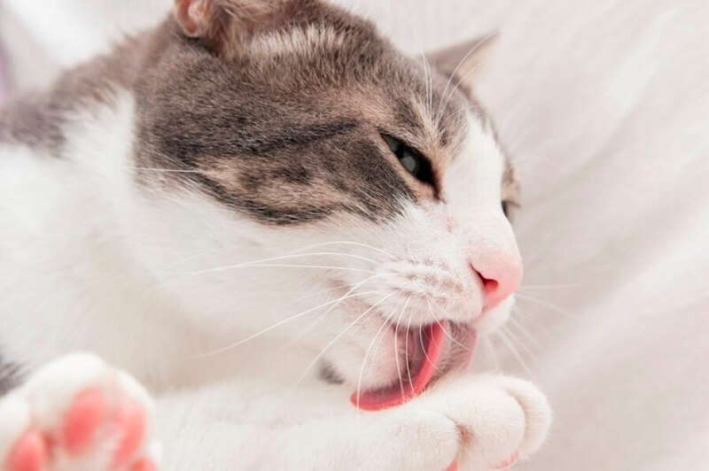 cat licking herself