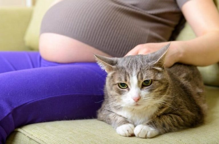 Can Pregnant Women Be Around Cats American Cat