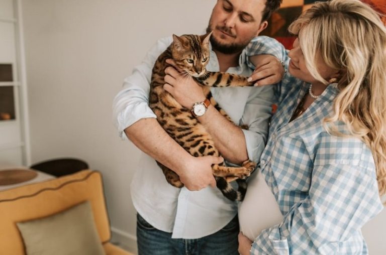Can Pregnant Women Be Around Cats American Cat