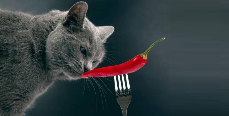 Cats-Eat-Chili