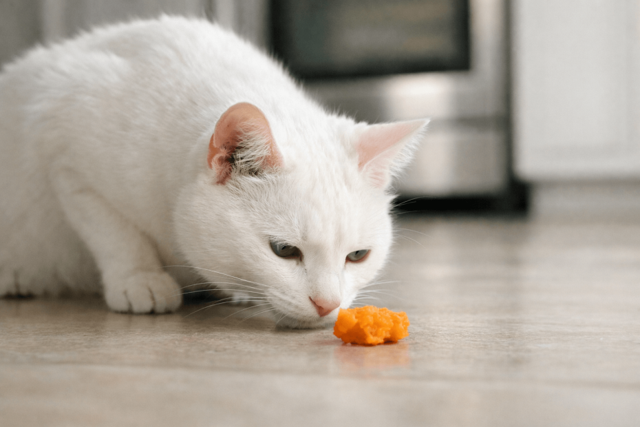 cat sniffing a piece of cooked sweet potato